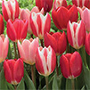 Tulip