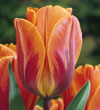 Tulip