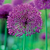 Flowering Onion