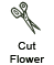 Cut Flower