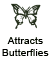 Attracts Butterflies