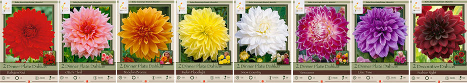 Dahlia's grouped by type first (Dinner Plate) then by color order.