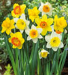 Daffodil Mixture